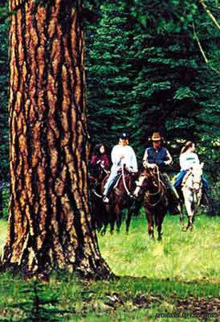 Quality Lakeside Pinetop-Lakeside